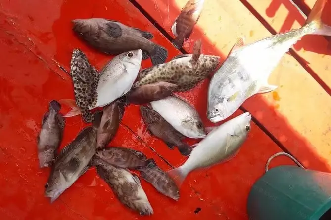 Samui Local Fish Koh Samui: Ultimate Sea Fishing Trip 2026 | From THB 1,599 | AnyWhere.Tours